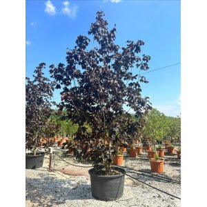 Javor mliečny (Acer platanoides) ´ROYAL RED´ - výška 400-450 cm, kont. C285L - VIACKMENNÝ